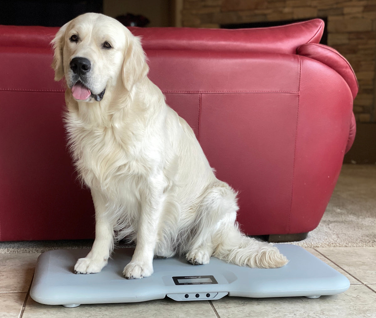 Pet Scale – Carefree Goldens