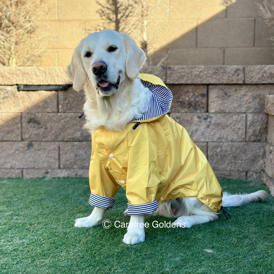 Best raincoat for golden retriever best sale