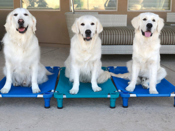Pet Scale – Carefree Goldens